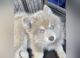 Zauberhafte Pomsky Welpen suchen ab sofort ihr neues Zuhause!