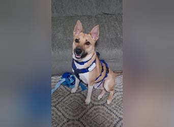 Cooper, auf einer Pflegestelle in Kiel