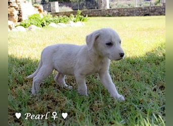Biscuit, Casper, Pearl, Lily und Dove  suchen ihre Familie ab Oktober