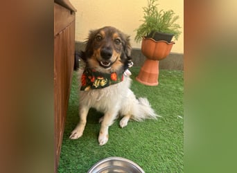Aiko SR – entspannter Kuschelbär sucht liebevolles Zuhause