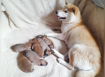 Wunderschöne Shiba Inu Welpen suchen ein liebevolles Zuhause!