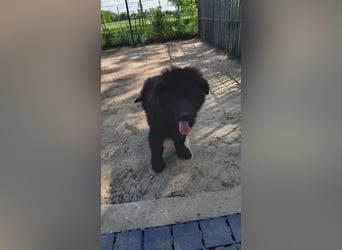 Altdeutsche Schäferhund Welpen