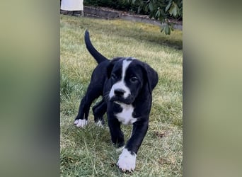 Cane Corso - Dogo Argentino Mischlingswelpe Hündin