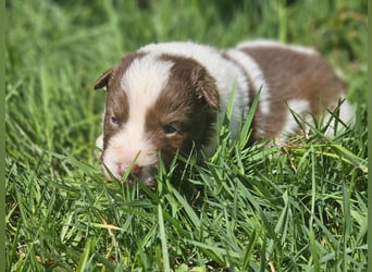 Border Collie Welpen -  Rüden und Hündin