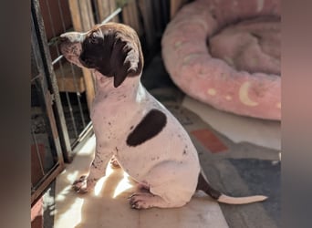 Cosmo sucht sein Glück