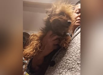 ⭐️LUENA⭐️, Hündin, 4 Jahre, 26cm, Yorkshire Terrier - Mischling, Tierschutz