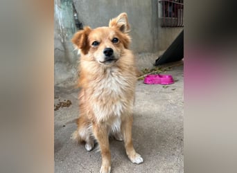 Romeo – riesengroßes Hundeherz im feinen, kleinen Pelz!