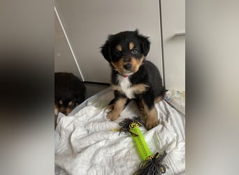 Diese süßen Australian Shepherd Welpen