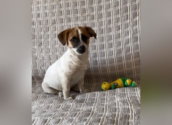 Lustige INZIR sucht eine liebevolle Familie