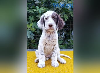 English setter Welpen (3 Rüden, 2 Hündinnen)