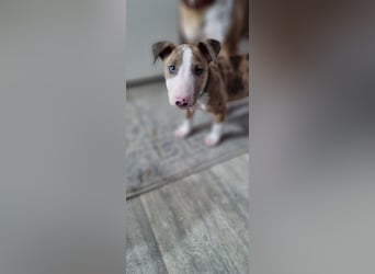 Miniature Bullterrier-Australian shepherd mix