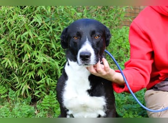 Garoto, Mix Labrador / Dogge - freundlich und sozial