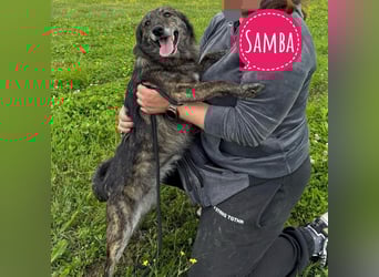 Samba die gutmütigste in Tierheim