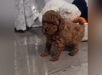 Tiny Asiatische Püppchen Toypudel Welpen