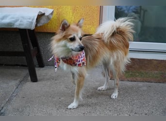 Foxy-SR, Sonnenanbeterin sucht Zuhause!