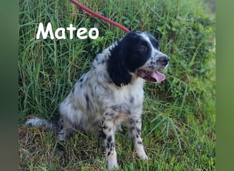 Mateo 06/2020 (ESP) - sehr sozialer und anhänglicher Bretonischer Spaniel!