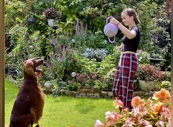 Irish Setter Welpen mit Papieren
