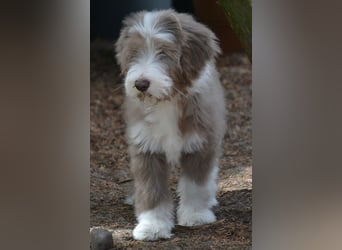 · BEARDED COLLlE WELPEN  · Ein faible für das Besondere!