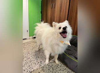 Louie SR – Ein kleiner Spitz mit großem Herz sucht sein Zuhause