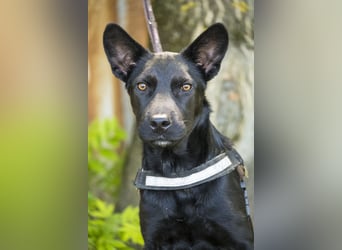 Othello SI - Schwarze Schönheit will ankommen
