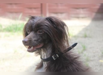 Nougat und Luna, Chinesischer Schopfhund, geb. 2022, Traumpaar sucht erfahrenes Zuhause