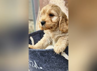 Cockapoo Welpen Englisch Cockerspaniel x Pudel