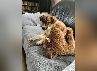 Valeria, kleine Herzensbrecherin sucht ihr Zuhause