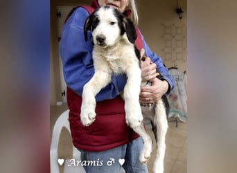 Aramis   sucht ab sofort ein Zuhause