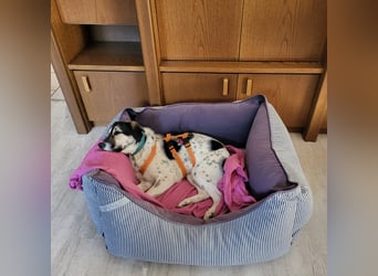Hübsche Bella sucht ein Zuhause