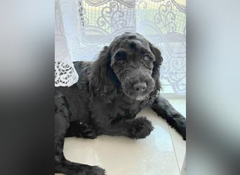 Cockapoo bereit zum Lieben!  - Schenken Sie sich selbst bedingungslose Liebe –