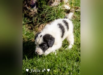 Felix und Freddie suchen ein Zuhause