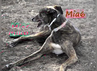 Mia6 10/2017 (ESP) - super liebe, zutrauliche und verschmuste Galga!