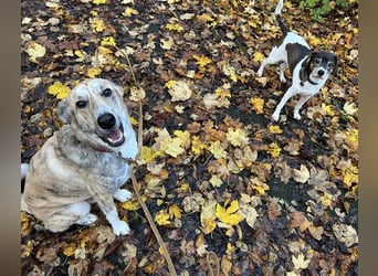 Balou wünscht sich aktive souveräne Menschen