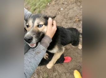 Twyla, sanftes verspieltes Husky Mix Mädchen mit bezaubernden Augen
