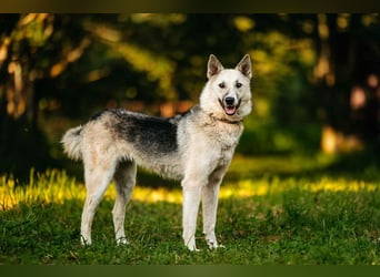 Sanfte Tika sucht liebevolles Zuhause