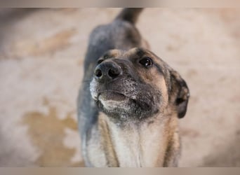 MARLEE - die aktive und verspielte Hündin freut sich auf tolle Abenteuer mit ihrer Familie