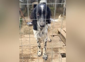 Leroy - super freundlich sucht Familienanschluss