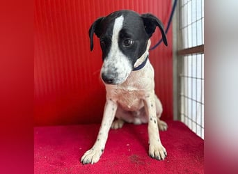 ❤️ zarte Hundeseele SAMMY - 8 Monate, 40cm/11kg - Mischling
