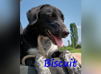 Biscuit geb. 08/2024 (GRC) - verspielter und verschmuster, ausgeglichener Junghund!
