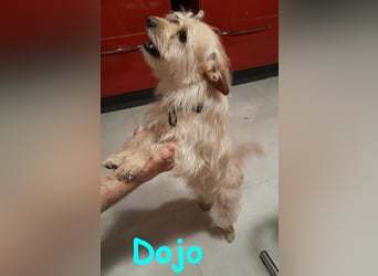 Dojo geb. 04/2023 (ESP) - menschenbezogener, kleiner Yorkshire Terrier-Mix!