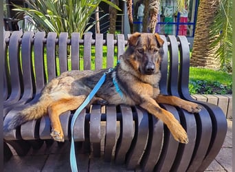 Freundlicher Tobi mit besonderen Ohren sucht sein Glück