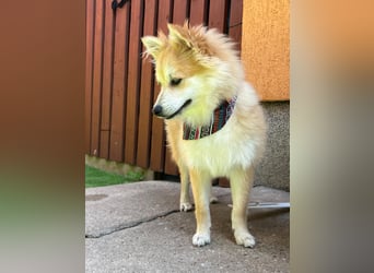 Wanda SR – Kleine Spitz-Prinzessin sucht liebevolles Zuhause