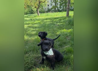 Auszug..Aussiedor F1 Familien und Therapiehund Labrador x Australien Shepherd