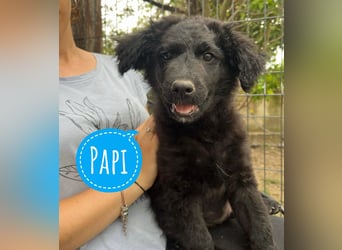 Papi ein Wunderbub