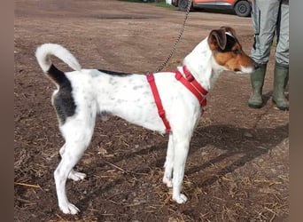 MOMO ca. 2 J. Parson-Terriermix-Rüde sucht sportl. familie