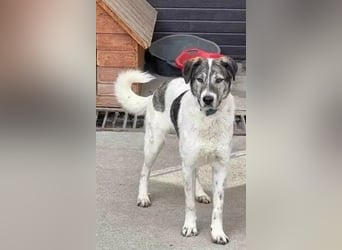 Shorty - anfangs schüchterner, lieber und verschmuster Rüde / zur Zeit noch in Rumänien
