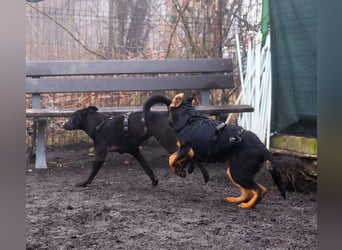 BATMAN-schüchterner Held auf 4 Pfoten sucht dich und sein Zuhause