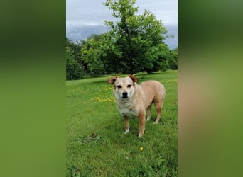 ♥ADELE♥ auf Pflegestelle bei Köln - süße kleine, noch etwas vorsichtige Hündin 41 cm