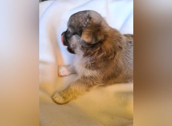 eine Hand voll Glück - Chihuahua Welpen RESERVIERT