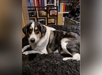 Valentino, verliert unverschuldet sein Zuhause